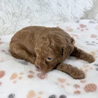 Chloe F1B Shihpoo , a female Shihpoo and Poodle - Toy  for sale in Staunton, VA – 6 of 6