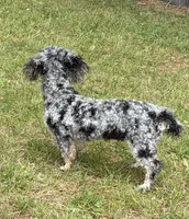 Marley Akc, a female Poodle - Toy  for sale in Staunton, VA – 3 of 5