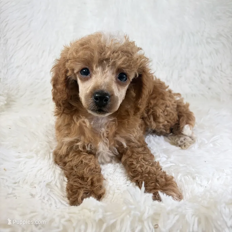 Willa – Poodle - Toy  puppy for sale in Staunton, VA