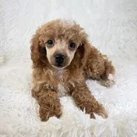 Willa, a female Poodle - Toy  for sale in Staunton, VA – 1 of 10