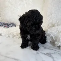 Vader, F1B shihpoo, a male Shihpoo and Poodle - Toy  for sale in Staunton, VA – 4 of 10