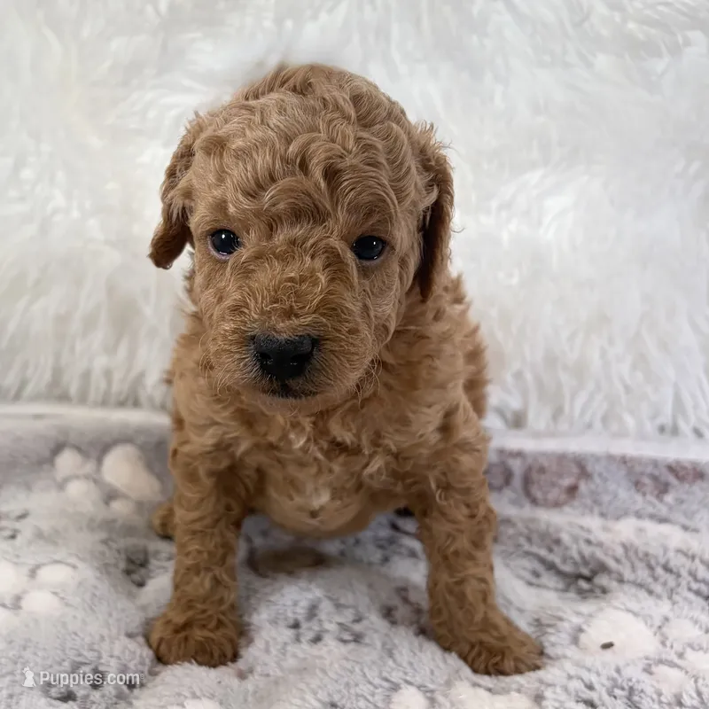 Bear – Poodle - Toy  puppy for sale in Staunton, VA