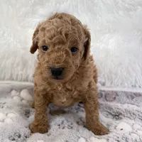 Bear, a male Poodle - Toy  for sale in Staunton, VA – 1 of 3