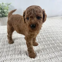 Yvonne, a female Poodle - Toy  for sale in Staunton, VA – 5 of 10