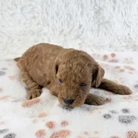 Gunner, a male Shihpoo and Poodle - Toy  for sale in Staunton, VA – 3 of 4