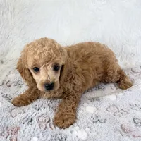 Bear, a male Poodle - Toy  for sale in Staunton, VA – 2 of 10
