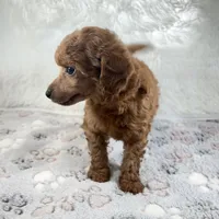 Yvonne, a female Poodle - Toy  for sale in Staunton, VA – 4 of 10
