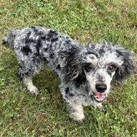 Marley Akc, a female Poodle - Toy  for sale in Staunton, VA – 2 of 5