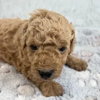 Bear, a male Poodle - Toy  for sale in Staunton, VA – 2 of 3