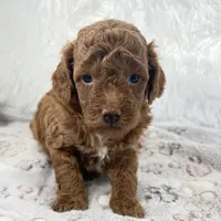 Zoe, a female Poodle - Toy  for sale in Staunton, VA – 2 of 4