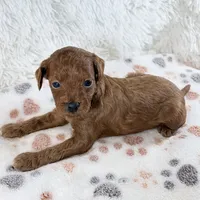 Enzo, a male Shihpoo and Poodle - Toy  for sale in Staunton, VA – 3 of 5