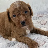 Xander, a male Poodle - Toy  for sale in Staunton, VA – 6 of 10