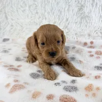 Fawn , a female Shihpoo and Poodle - Toy  for sale in Staunton, VA – 4 of 5