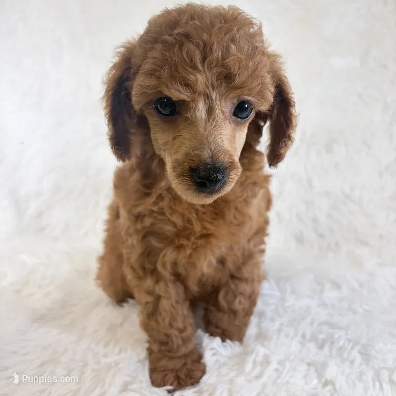 Yvonne – Poodle - Toy  puppy for sale in Staunton, VA