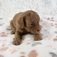 Chloe F1B Shihpoo , a female Shihpoo and Poodle - Toy  for sale in Staunton, VA – 4 of 6