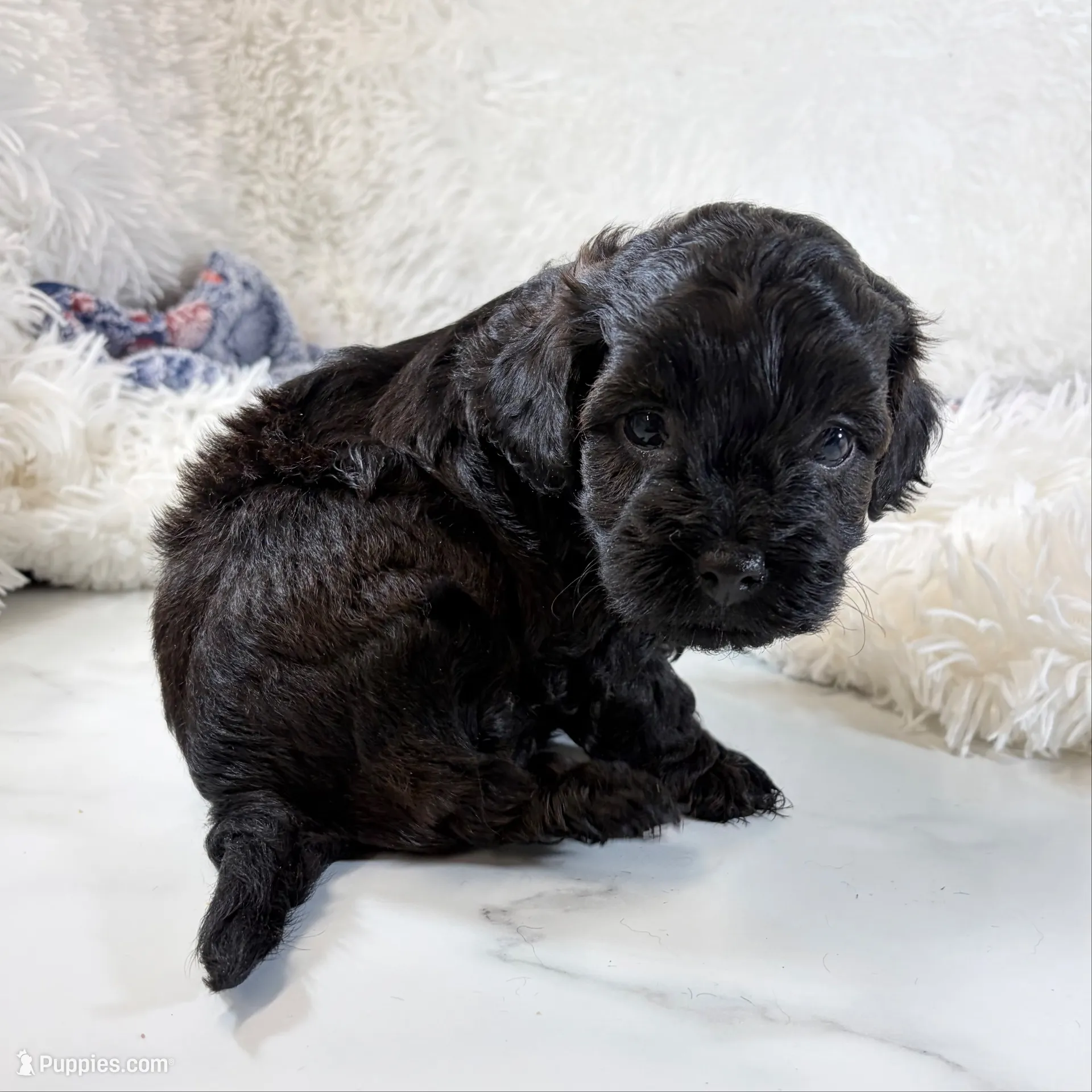 Vader, F1B shihpoo, a male Shihpoo and Poodle - Toy  for sale in Staunton, VA – 7 of 10