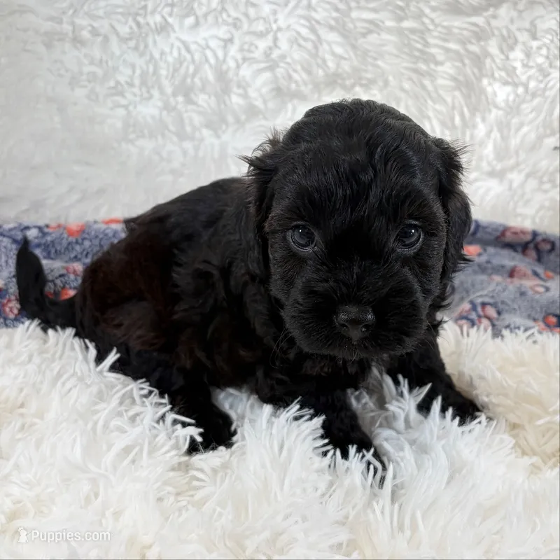 Vader – Shihpoo, Poodle - Toy  puppy for sale in Staunton, VA