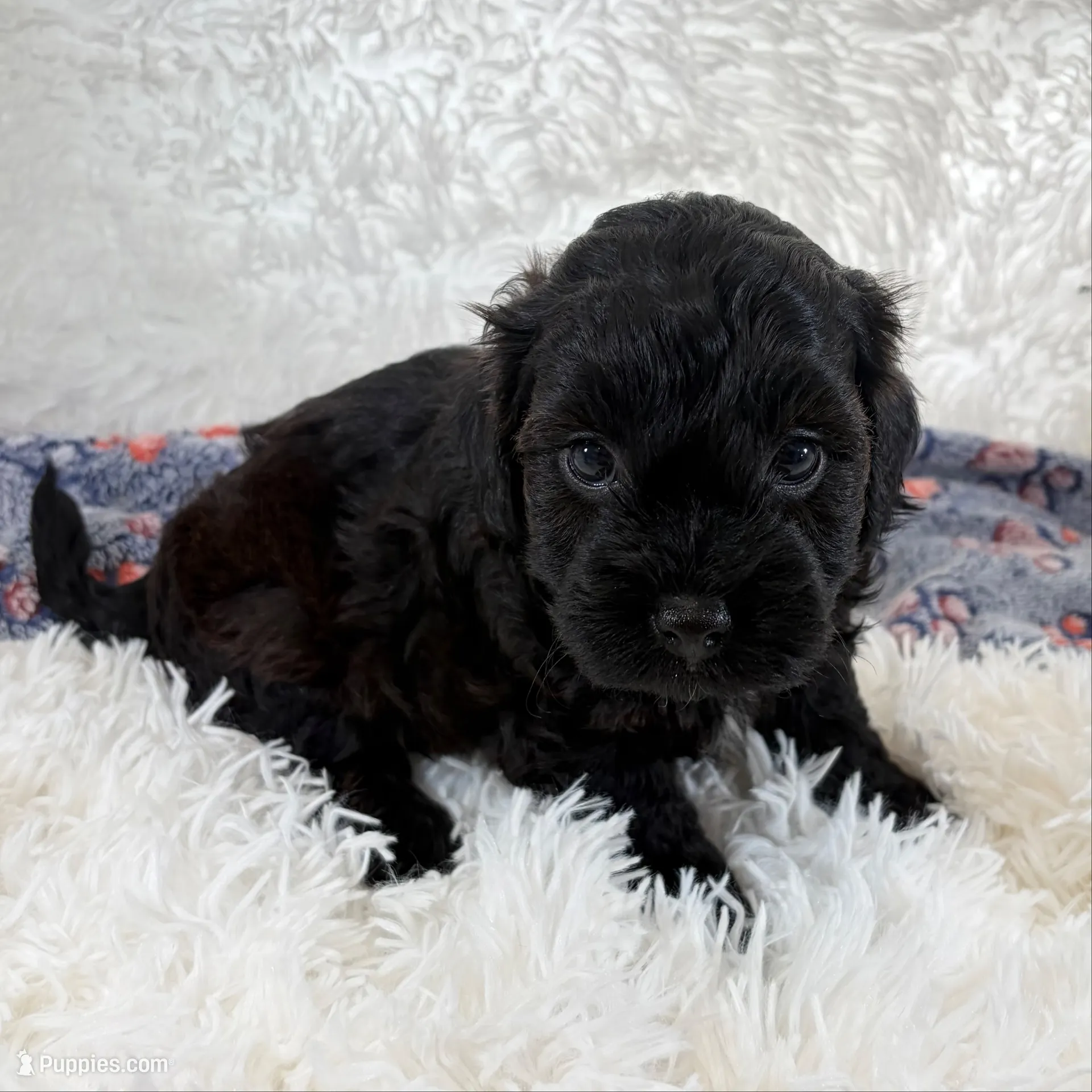Vader, F1B shihpoo, a male Shihpoo and Poodle - Toy  for sale in Staunton, VA – 4 of 10