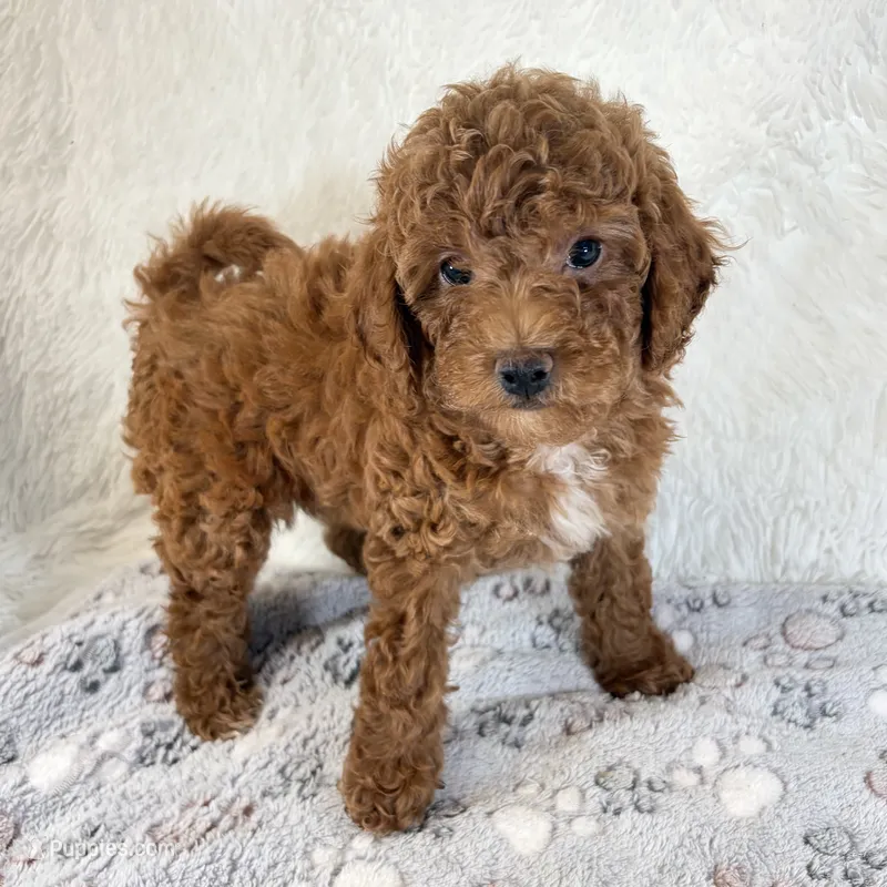 Zoe – Poodle - Toy  puppy for sale in Staunton, VA