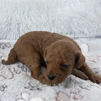 Yvonne, a female Poodle - Toy  for sale in Staunton, VA – 4 of 9