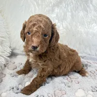 Zoe, a female Poodle - Toy  for sale in Staunton, VA – 4 of 4