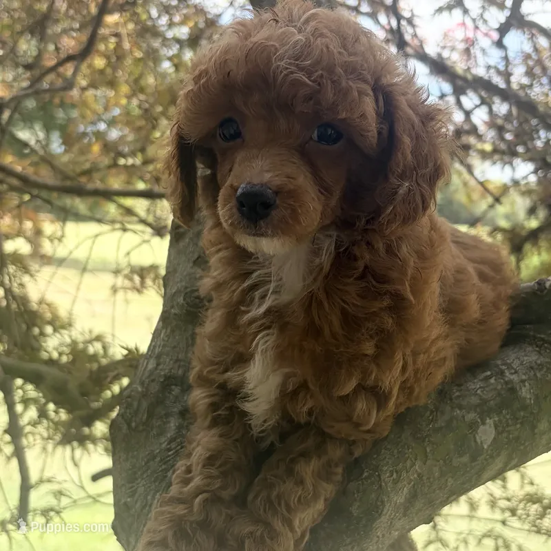 Xander – Poodle - Toy  puppy for sale in Staunton, VA