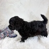 Vader, F1B shihpoo, a male Shihpoo and Poodle - Toy  for sale in Staunton, VA – 5 of 10