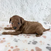 Enzo, a male Shihpoo and Poodle - Toy  for sale in Staunton, VA – 2 of 5