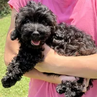 Vader, F1B shihpoo, a male Shihpoo and Poodle - Toy  for sale in Staunton, VA – 1 of 10
