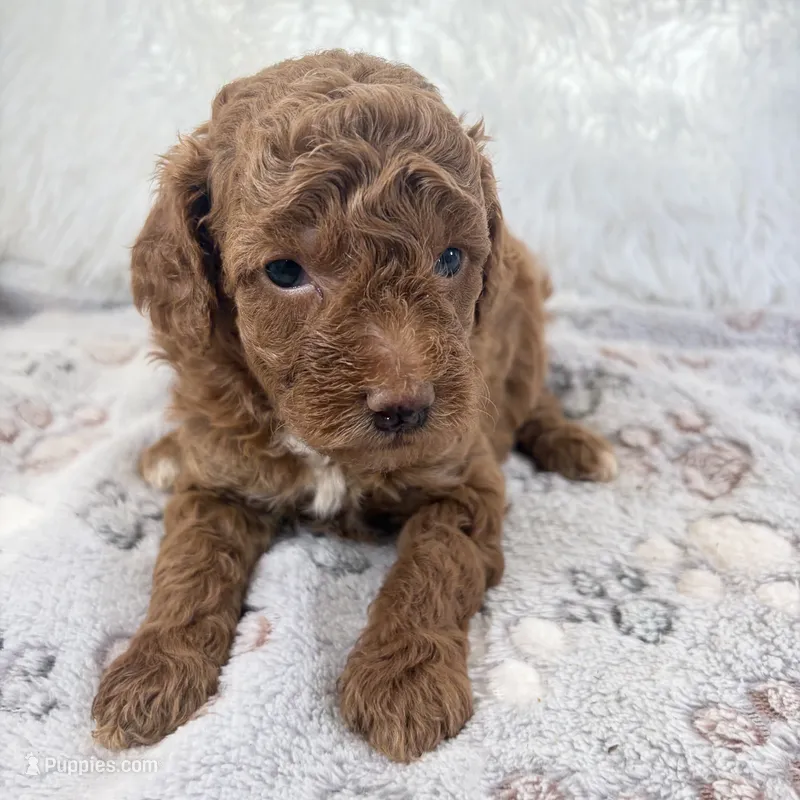 Zoe – Poodle - Toy  puppy for sale in Staunton, VA