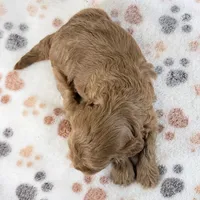 Dolly F1B Shihpoo, a female Shihpoo and Poodle - Toy  for sale in Staunton, VA – 4 of 6