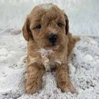 Willa, a female Poodle - Toy  for sale in Staunton, VA – 7 of 10