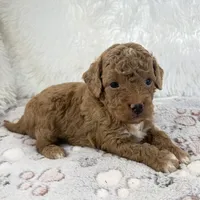 Asher, a male Poodle - Toy  for sale in Staunton, VA – 5 of 5