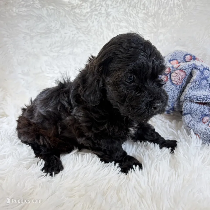 Vader – Shihpoo, Poodle - Toy  puppy for sale in Staunton, VA