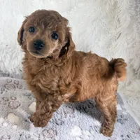 Yvonne, a female Poodle - Toy  for sale in Staunton, VA – 2 of 10
