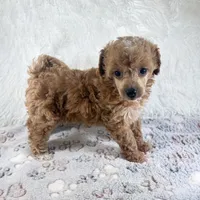 Willa, a female Poodle - Toy  for sale in Staunton, VA – 6 of 10