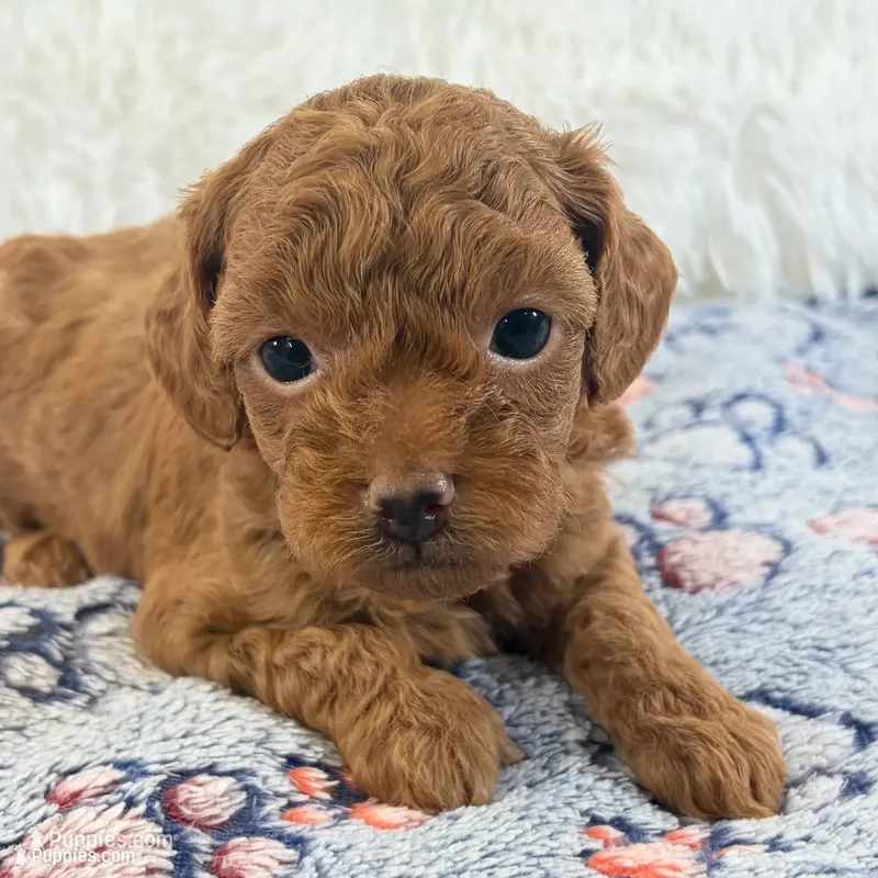 Chloe, F1B Shihpoo  – Shihpoo, Poodle - Toy  puppy for sale in Staunton, VA