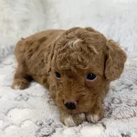 Asher, a male Poodle - Toy  for sale in Staunton, VA – 2 of 5