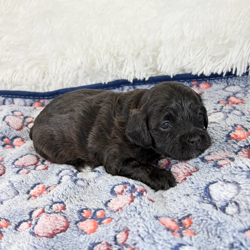 Tux – Shihpoo, Poodle - Toy  puppy for sale in Staunton, VA