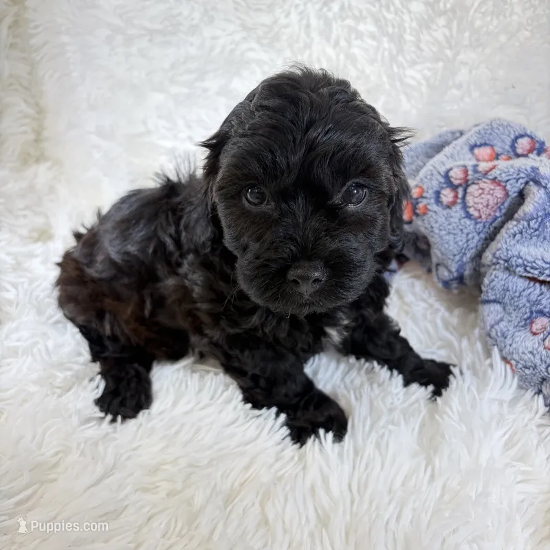 Vader – Shihpoo, Poodle - Toy  puppy for sale in Staunton, VA
