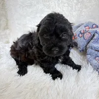 Vader, F1B shihpoo, a male Shihpoo and Poodle - Toy  for sale in Staunton, VA – 3 of 10
