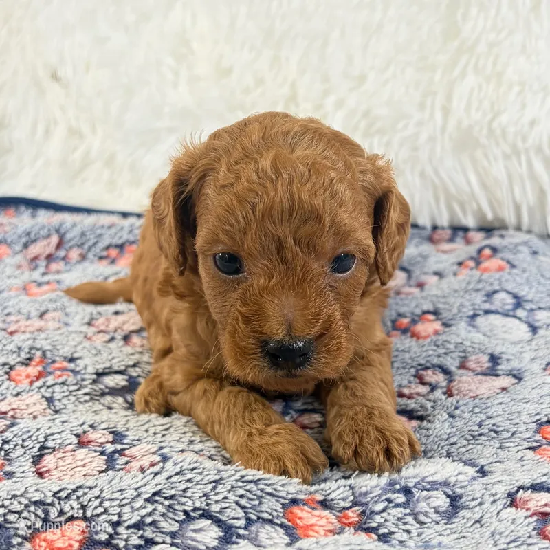 Gunner, F1B Shihpoo – Shihpoo, Poodle - Toy  puppy for sale in Staunton, VA