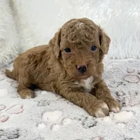 Asher, a male Poodle - Toy  for sale in Staunton, VA – 3 of 5