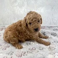 Bear, a male Poodle - Toy  for sale in Staunton, VA – 3 of 3