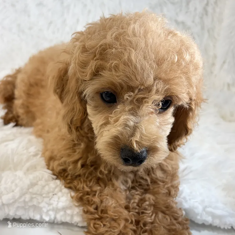Bear – Poodle - Toy  puppy for sale in Staunton, VA