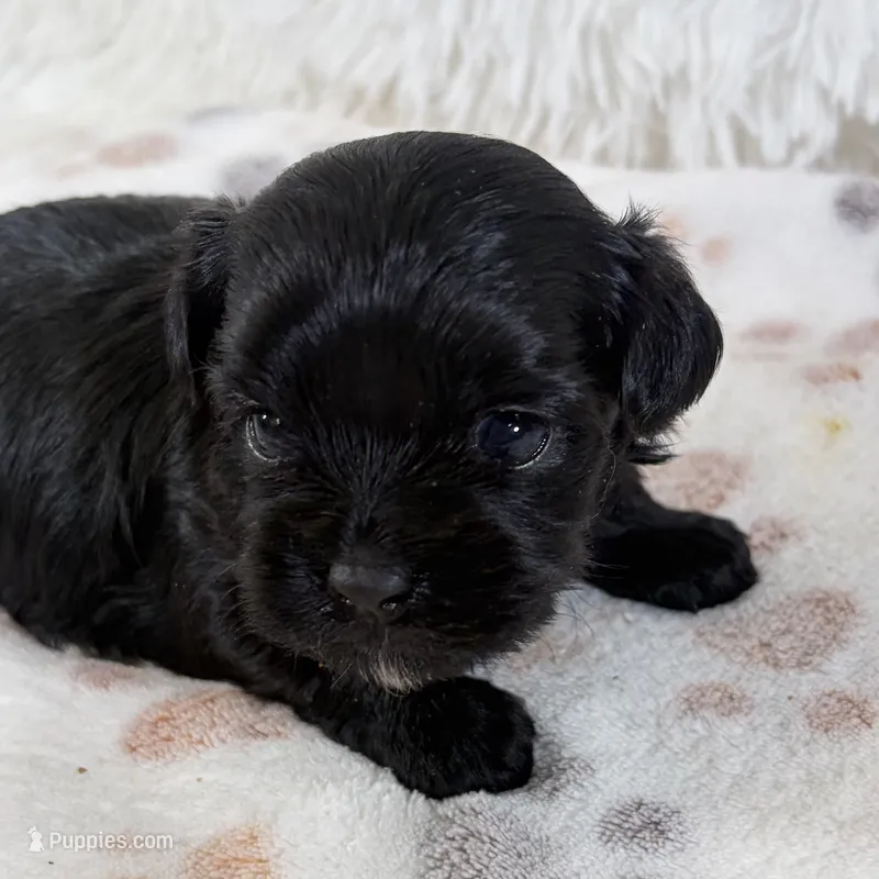 Jade – Shihpoo puppy for sale in Staunton, VA