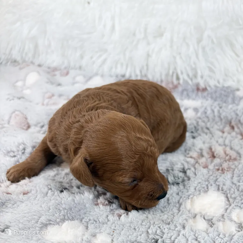 Yvone – Poodle - Toy  puppy for sale in Staunton, VA
