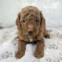 Zoe, a female Poodle - Toy  for sale in Staunton, VA – 3 of 4