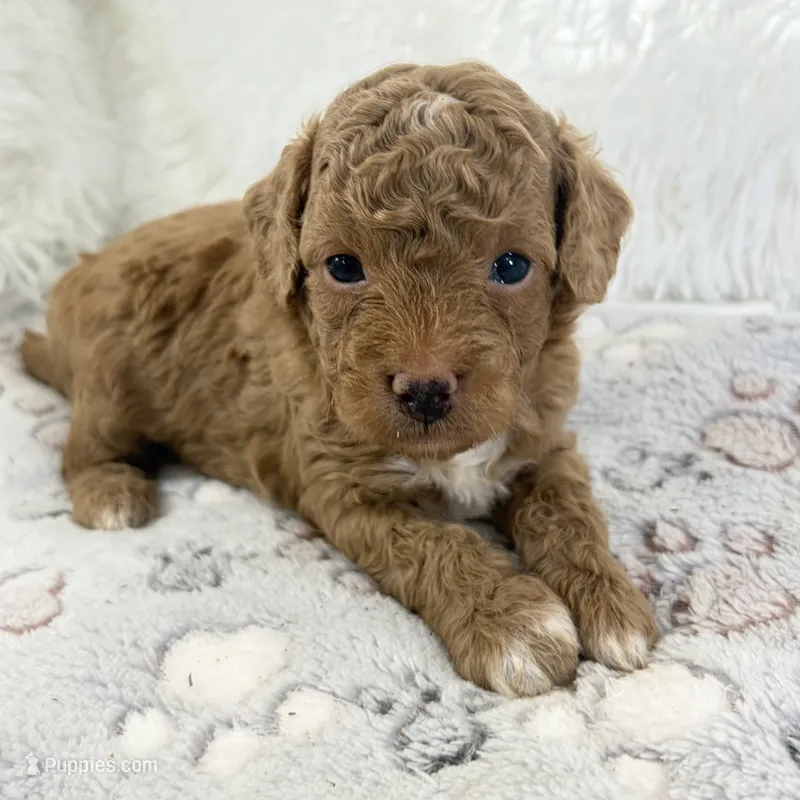Asher – Poodle - Toy  puppy for sale in Staunton, VA