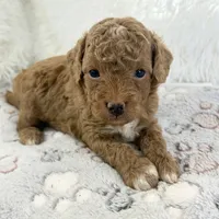 Asher, a male Poodle - Toy  for sale in Staunton, VA – 1 of 5